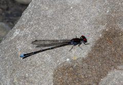 Argia cuprea 2734174 by Juan Cruzado Cortés. Used under a CC BY-SA 4.0 license.