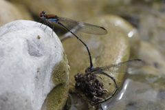 Argia cuprea 779737 by Juan Cruzado Cortés. Used under a CC BY-SA 4.0 license.