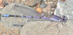 Argia emma 52584 by Don Loarie. Used under a CC BY 4.0 license.