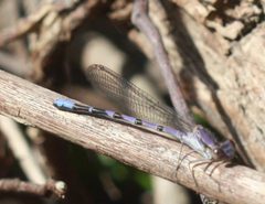 Argia emma 738730 by Scott Loarie. Used under a CC0 license.