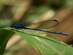 Argia extranea by 
Hans Hillewaert. Used under a CC BY-SA 4.0 license.