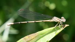 Argia fumipennis violacea by Cody Hough. Used under a CC BY-SA 3.0 license.