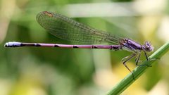 Argia violacea fumipennis by Rsbernard. Used under a CC BY-SA 4.0 license.