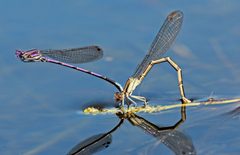 Argia violacea fumipennis oviposition by Rsbernard. Used under a CC BY-SA 4.0 license.