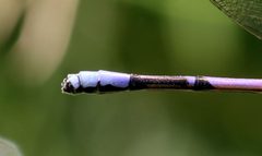 Cerci argia violacea fumipennis by Rsbernard. Used under a CC BY-SA 4.0 license.