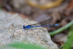 Argia funebris 293398370 by Nathan Walther. Used under a CC BY 4.0 license.