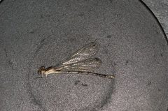 Argia hinei by R. Novelo. Used under a Copyrighted free use license.