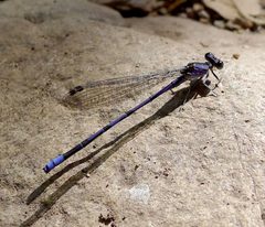 Lavender Dancer - Argia hinei - Flickr - gailhampshire by gailhampshire from Cradley, Malvern, U.K. Used under a CC BY 2.0 license.