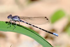 Argia immunda 18844962 by Michael D Fox. Used under a CC BY 4.0 license.