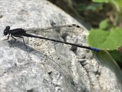 Argia immunda 26630876 by Adriana Nelly Correa Sandoval. Used under a CC BY 4.0 license.