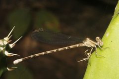Argia immunda 3396957 by Juan Cruzado Cortés. Used under a CC BY-SA 4.0 license.