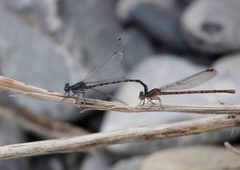 Argia immunda 788646 by Juan Cruzado Cortés. Used under a CC BY-SA 4.0 license.