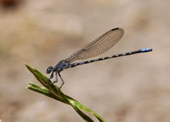 Argia immunda 865161 by Matt Muir. Used under a CC BY-SA 4.0 license.