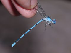 Argia lacrimans 10336742 by Matt Muir. Used under a CC BY-SA 4.0 license.