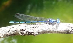 Argia lacrimans 23656655 by pbedell. Used under a CC BY-SA 4.0 license.