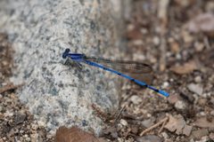 Argia lacrimans 44045543 by Shawn Taylor. Used under a CC BY 4.0 license.
