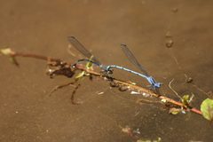 Argia lacrimans 7521009 by Juan Cruzado Cortés. Used under a CC BY-SA 4.0 license.