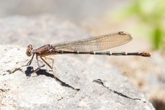 Argia lugens 21244974 by Ken-ichi Ueda. Used under a CC BY 4.0 license.