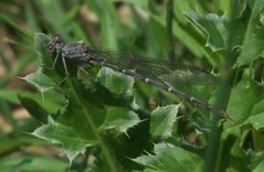 Argia lugens 62833160 by Robert Webster. Used under a CC BY-SA 4.0 license.