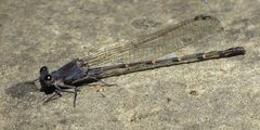 Argia lugens male by JerryFriedman. Used under a CC BY-SA 4.0 license.