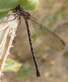 F Argia lugens vert by AioftheStorm. Used under a CC0 license.