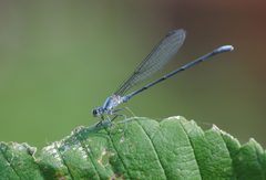 Argia moesta by Mike Ostrowski from North Bethesda, Maryland, USA. Used under a CC BY-SA 2.0 license.