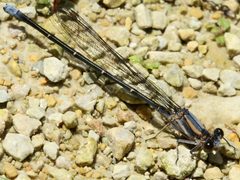 Argia moesta-male teneral by peterwchen. Used under a CC BY 4.0 license.