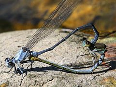 Argia moesta-mating wheel by peterwchen. Used under a CC BY 4.0 license.
