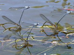 Argia moesta-ovipositing by peterwchen. Used under a CC BY 4.0 license.