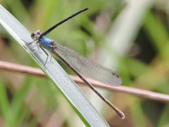 Argia moesta-truncated tandem by Sam Kieschnick. Used under a CC BY 4.0 license.