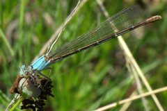 Powdered Dancer Argia moesta 2009-05-25 by Gaberlunzi (Richard Murphy). Used under a CC BY-SA 3.0 license.