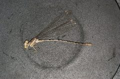 Argia munda 01 by R. Novelo. Used under a Copyrighted free use license.