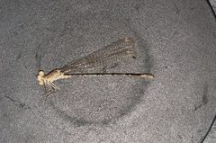 Argia munda 02 by R. Novelo. Used under a Copyrighted free use license.