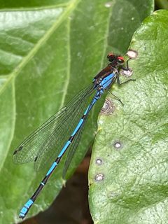 Argia oenea 106026967 by Adriana Nelly Correa Sandoval. Used under a CC BY 4.0 license.