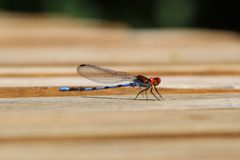 Argia oenea 12870294 by Tim Robertson. Used under a CC0 license.
