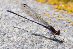 Argia oenea 27484551 by Ken-ichi Ueda. Used under a CC BY 4.0 license.