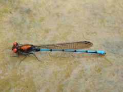 Argia oenea 41532938 by Dr. Guido Bohne. Used under a CC BY-SA 4.0 license.