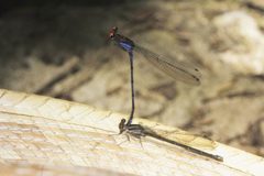 Argia oenea 4161586 by Juan Cruzado Cortés. Used under a CC BY-SA 4.0 license.
