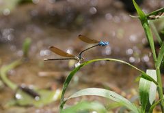 Argia rhoadsi 1920612 by Juan Cruzado Cortés. Used under a CC BY-SA 4.0 license.