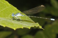 Argia rhoadsi 4892531 by Juan Cruzado Cortés. Used under a CC BY-SA 4.0 license.