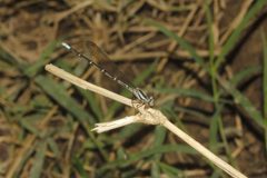 Argia rhoadsi 5926281 by Juan Cruzado Cortés. Used under a CC BY-SA 4.0 license.