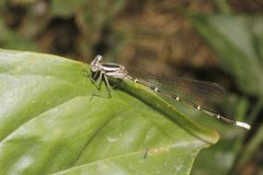 Argia rhoadsi 5926284 by Juan Cruzado Cortés. Used under a CC BY-SA 4.0 license.