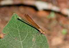Argia rhoadsi 819179 by Juan Cruzado Cortés. Used under a CC BY-SA 4.0 license.