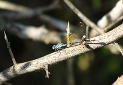 Argia rhoadsi imported from iNaturalist photo 14346785 on 5 June 2019 by (c) Juan Chavez, some rights reserved (CC BY). Used under a CC BY 4.0 license.