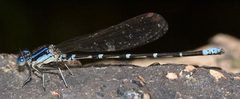 Argia sedula by Mike Boone. Used under a CC BY-SA 2.5 license.