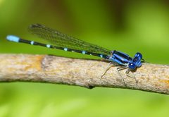 Argia sedula 239941424 by Wendy McCrady. Used under a CC BY 4.0 license.