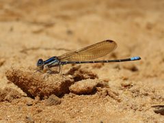 Argia sedula 267403091 by averagewalrus. Used under a CC BY 4.0 license.