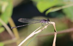 Argia tezpi 18753379 by Laura Gaudette. Used under a CC BY 4.0 license.