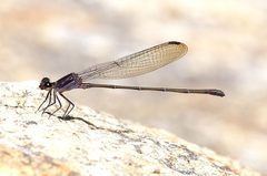 Argia tezpi 20391440 by Laura Gaudette. Used under a CC BY 4.0 license.