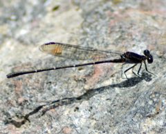 Argia tezpi 37701897 by Gonzalo Zepeda Martínez. Used under a CC BY-SA 4.0 license.